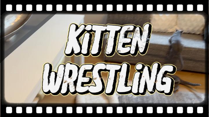 Cute Kitten Play Fight! Monty & Missy’s Adorable Fun Battle!