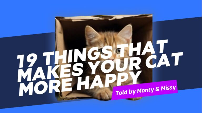 19 things that makes your cat more happy