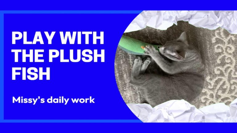 Missy the Cat Plays with a Plush Fish!🌟