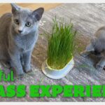 Fresh ORGANIC Cat Grass Experience! 🌿😺
