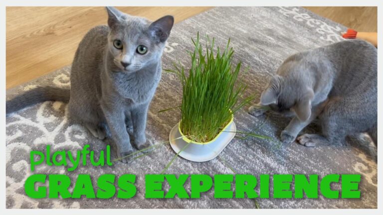 Fresh ORGANIC Cat Grass Experience! 🌿😺