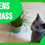 Kittens love Grass