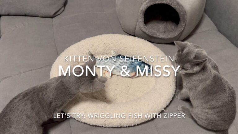 Funny Cat Adventure: Monty & Missy vs. the Wiggly Fish!