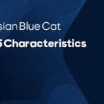 25 Characteristics of a Russian Blue Cat
