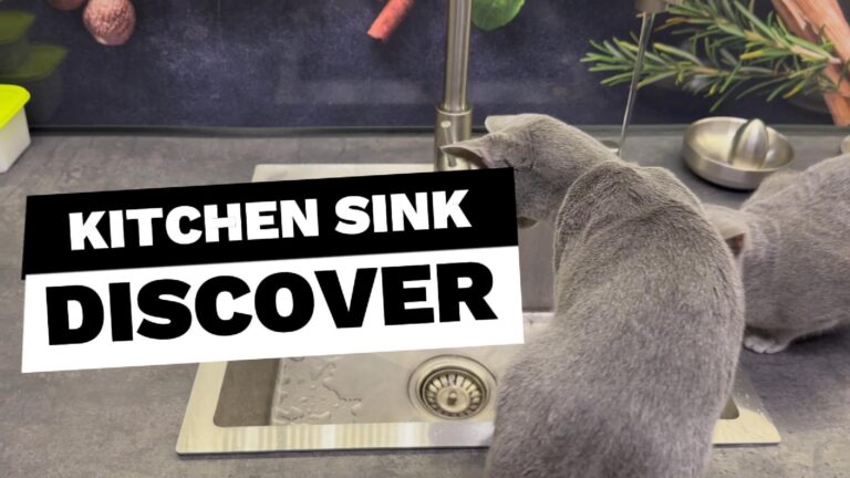 Enjoy Monty & Missy as they discover the kitchen sink